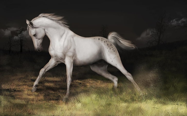 Arabian Horses Have Refined, Wedge Shaped Heads, Broad Forehead, Large Eyes, Large Nostrils And Small Snouts, HD wallpaper