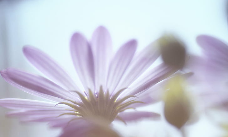 fotografi fokus selektif dari bunga Osteospermum ungu, alam, bunga, tanaman, daun bunga, close-up, Kepala bunga, keindahan Di Alam, makro, Wallpaper HD