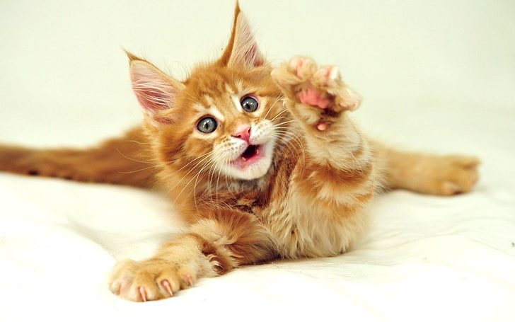 orange tabby kitten, kitty, furry, paw, HD wallpaper