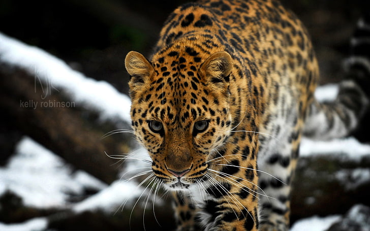 amur, leopardo, HD papel de parede