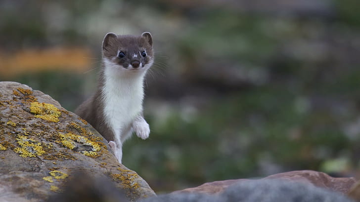 Weasel, brown and white 4 legged animal, weasel, ferret, muzzle, Nature, Amazing Animals, s, best, HD wallpaper