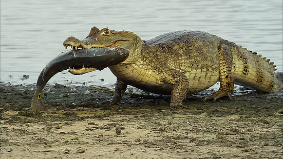 сив крокодил, крокодили, риби, влечуги, HD тапет HD wallpaper