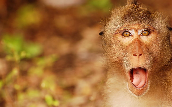Macacos engraçados, meme do macaco Papel de parede de celular HD