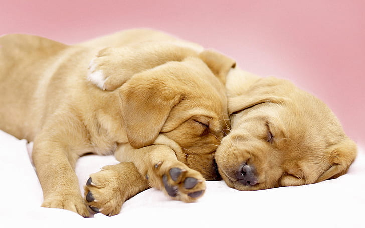 犬の抱擁、黄色のラブラドールレトリバーの子犬、犬、抱擁、 HDデスクトップの壁紙