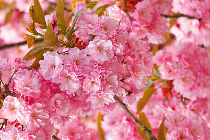 4k, sakura, rosa, körsbärsblom, vår, blommor, HD tapet
