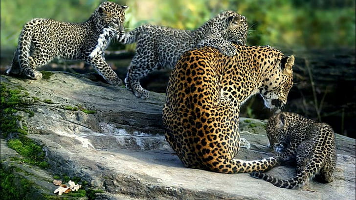 Mãe leopardo, tigre, filhotes, grandes felinos, natureza, vida selvagem, leão, pantera, animais bebê, animais, leopardo, onça-pintada, anima, HD papel de parede