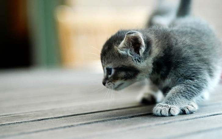 คิตตี้ตัวเล็กแมว, วอลล์เปเปอร์ HD