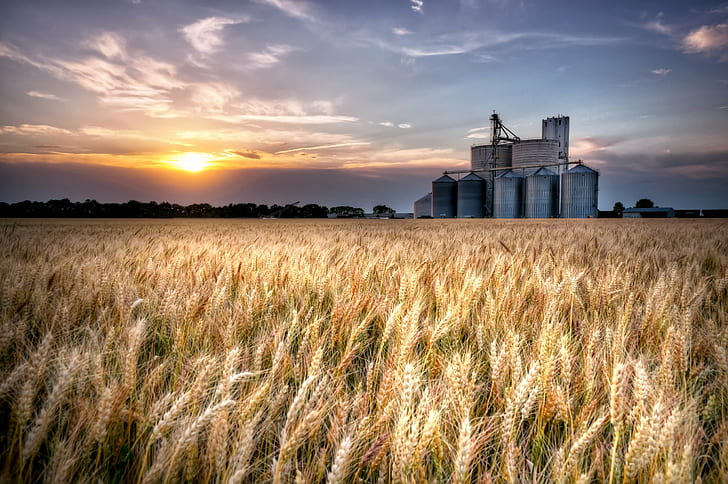 Ferme de blé, blé, blé, ferme, comté de Sumner, voies ferrées, agriculture, coucher de soleil, nature, scène rurale, champ, ciel, été, Fond d'écran HD
