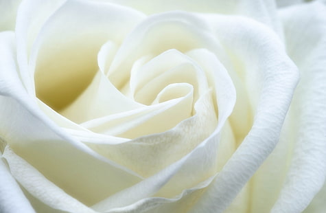 Mawar Putih, mawar putih, Aero, Putih, Bunga, Cinta, Mawar, Makro, Tutup, Simbol, Roman, Kecantikan, Kelopak, Blossom, Berkembang, bunga, Wallpaper HD HD wallpaper