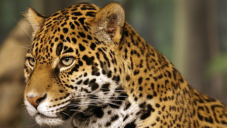 leopard, jaguar, big cat, predator, spotted, color, HD wallpaper