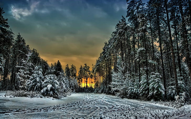 Canada, Ontario, forest, winter, Canada, Ontario, forest, winter, snow, Trails, trees, Sunset, clouds, HD wallpaper
