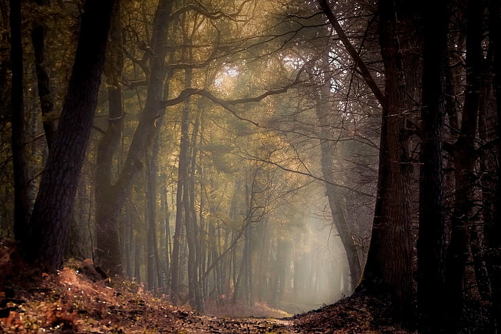braune Bäume, Natur, Landschaft, Frühling, Wald, Pfad, Nebel, Morgen, Bäume, Sonnenlicht, Frankreich, HD-Hintergrundbild