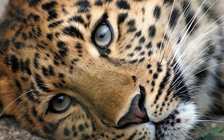 Leopard, Face, Eyes, Relax, Grass, HD wallpaper