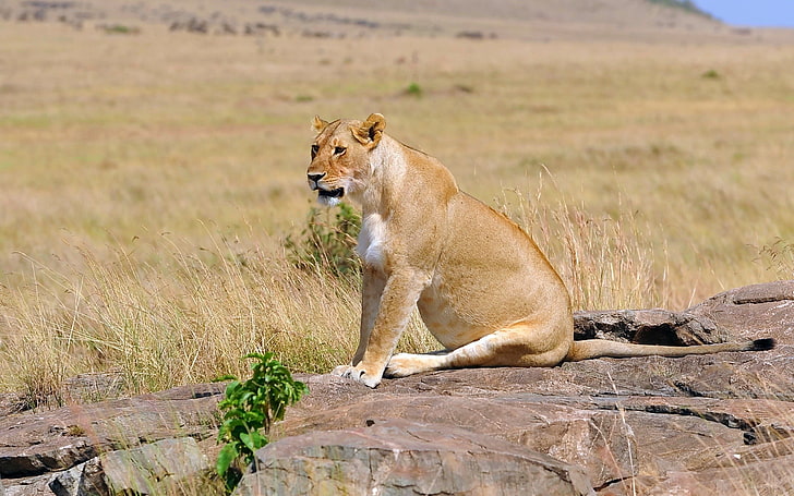female lion, lion, sit, young, lioness, field, HD wallpaper