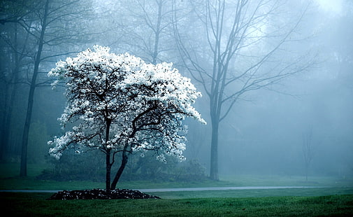 Białe drzewo magnolii, białe drzewo kwitnące, pory roku, wiosna, biały, magnolia, drzewo, drzewo magnolii, mgła, zimno, krajobraz, zielona trawa, Tapety HD HD wallpaper