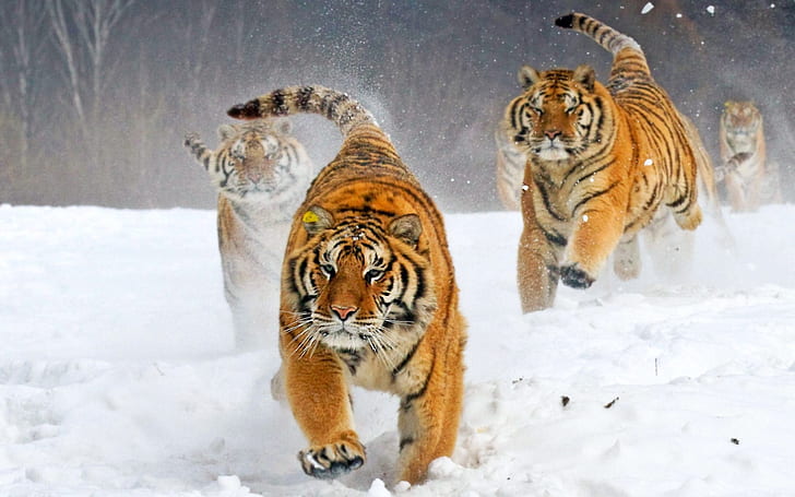 животные, большие кошки, сибирский тигр, снег, HD обои