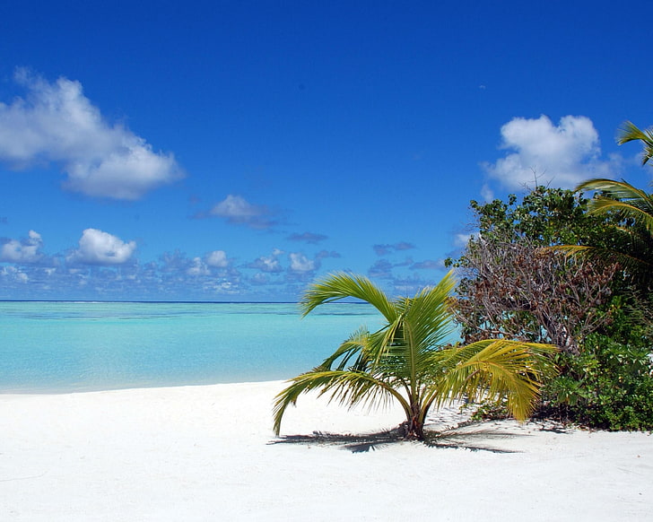mar, palmeras, playa, Fondo de pantalla HD