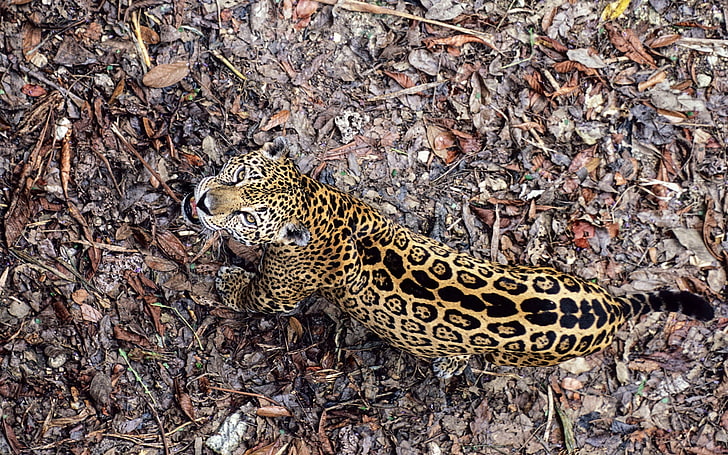 leopard and dried leaves, jaguar, leaves, top view, autumn, big cat, predator, HD wallpaper