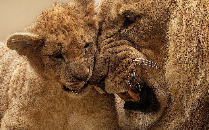 lion adulte avec cub, lion, bébés animaux, animaux, Fond d'écran HD