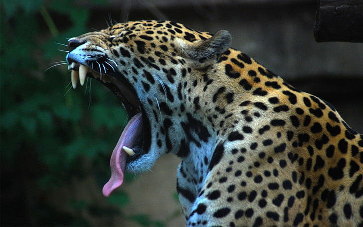 brun leopard, jaguar, tänder, tunga, fläckig, HD tapet