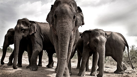 слон, млекопитающее, животное, африка, бивень, африканский слон, хоботок, сафари, живая природа, африканский, дикий, индийский слон, животные, слоны, бивень, парк, ствол, национальный, заповедник, юг, под угрозой исчезновения, серый, бык, уши,травоядное животное, пять, сохранение, кения, млекопитающие, слоновая кость, опасно, голова, пустыня, бивни, ухо, крюгер, HD обои HD wallpaper