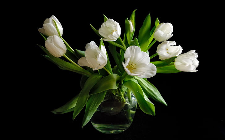 花瓶、白いチューリップの花、黒背景、花瓶、白、チューリップ、花、黒、背景、 HDデスクトップの壁紙