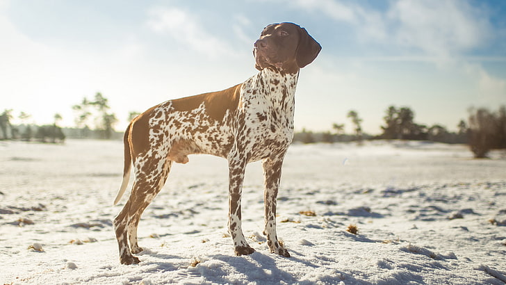 german shorthaired pointer dog picture, HD wallpaper
