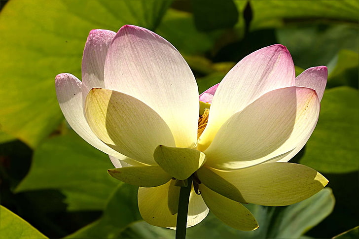 planta acuática, flor, lerlumbonaceae, flor de loto, Fondo de pantalla HD