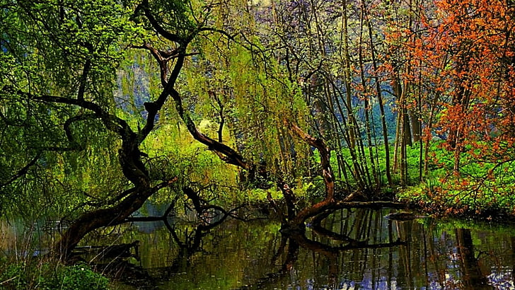 Wasser, Reflexion, Natur, Baum, Wald, Blätter, Vegetation, Herbst, Feuchtgebiet, Holzpflanze, Sumpf, Zweig, Wald, HD-Hintergrundbild
