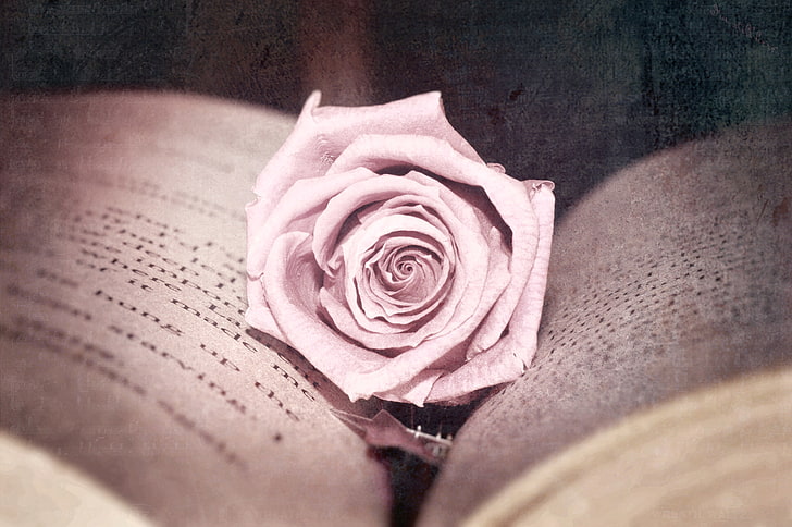white rose, flower, photo, pink, rose, treatment, book, page, HD wallpaper