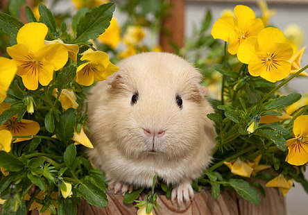 beyaz hamster, hercai menekşe, gine domuzları, çiçekler, HD masaüstü duvar kağıdı HD wallpaper