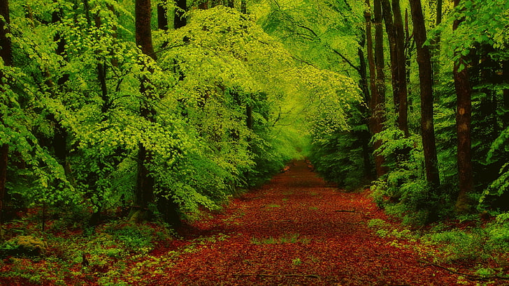 pohon dedaunan hijau, hutan, hijau, Wallpaper HD