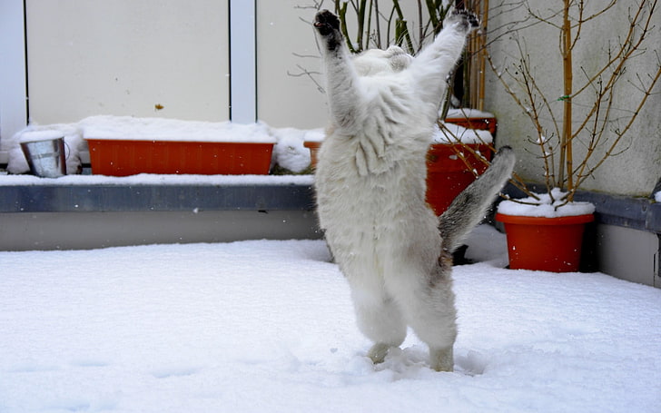 short-furred white and black kitten, cat, snow, jump, fun, HD wallpaper