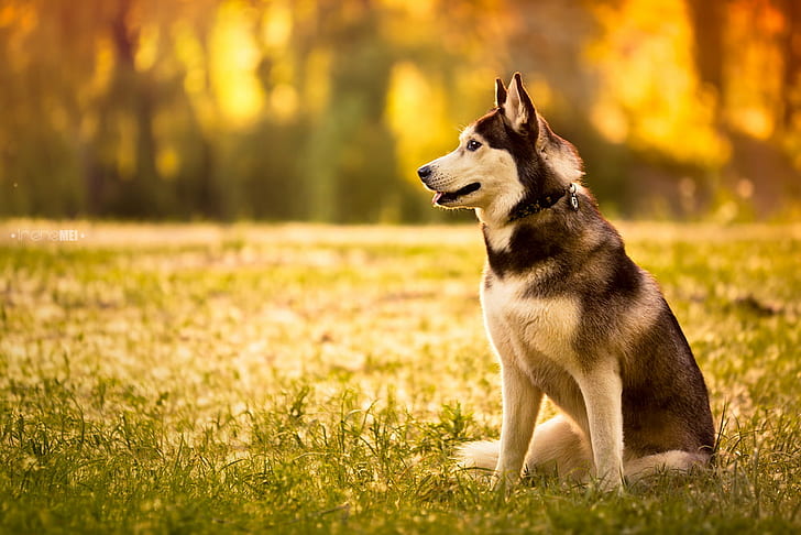 كلب أبيض وأسود كبير الحجم قصير المغلف على العشب الأخضر في النهار ، في الانتظار ، الحجم ، قصير ، مطلي ، أبيض وأسود ، كلب أبيض ، عشب أخضر ، نهار ، معجزة ، خاركيف ، مايا ، أوكرانيا ، حيوانات ، حيوانات أليفة ، الجلوس ، طوق ، طائر الجنة ، كلب ، كلب مزلقة ، حيوان ، كلب أصيل ، في الهواء الطلق ، الطبيعة ، لطيف ، أجش سيبيريا ، الثدييات ، الحيوانات الأليفة ، الصداقة ، الكلاب ، العشب، خلفية HD