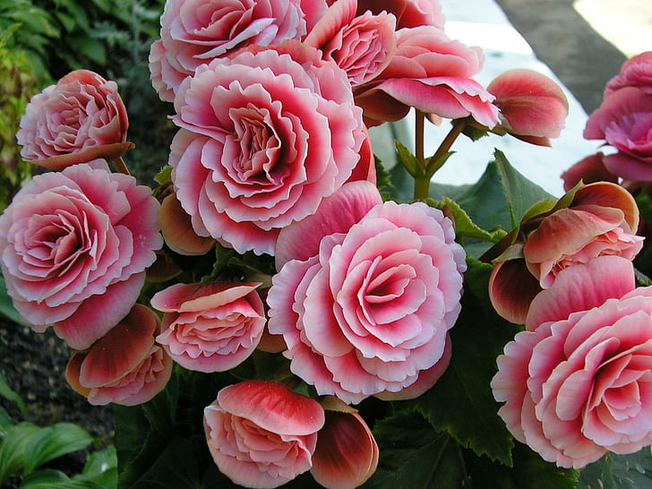 Begonia, bella, piacevole, fiore, bella, fiori, rosa, fotografia, begonia, foto, 3d e astratto, Sfondo HD