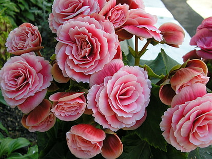 Begonia, bella, piacevole, fiore, bella, fiori, rosa, fotografia, begonia, foto, 3d e astratto, Sfondo HD HD wallpaper