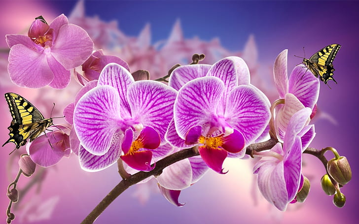 Orquídea púrpura y mariposa Fotografía macro Flores Naturaleza Primavera Para teléfonos móviles Tableta y PC 2560 × 1600, Fondo de pantalla HD
