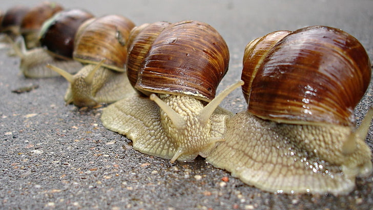 pile of brown snails, snail, shell, antennae, HD wallpaper