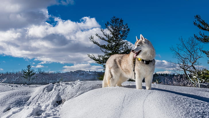 изображение на аляски маламут куче, HD тапет