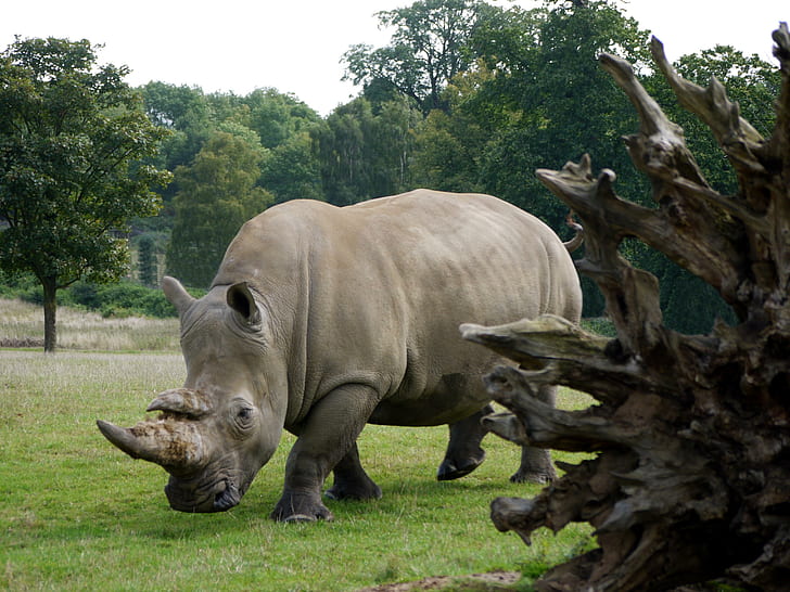 Rhinocéros blanc, hippopotame brun, corne, rhinocéros, woburn, pâturage, Fond d'écran HD