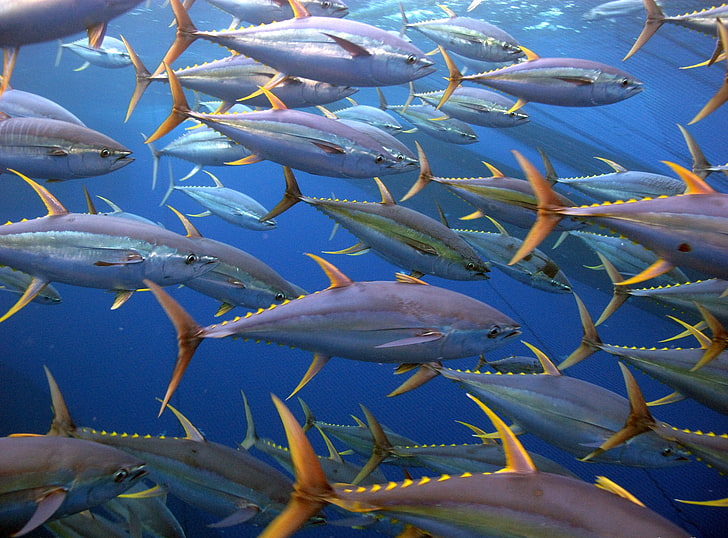 ryby, ryby, ocean, morze, tuńczyk, pod wodą, Tapety HD