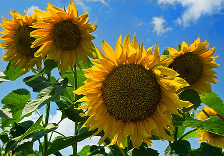 lågvinkelfotografering av fyra gula solrosor, solrosor, solrosor, låg vinkel, fotografi, blommor, gulblå, solros, gul, natur, jordbruk, sommar, växt, himmel, blomma, utomhus, landsbygdsscen, fält, blå, blad, HD tapet HD wallpaper