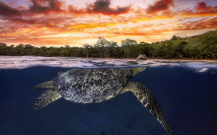glow, The Indian ocean, green turtle, Mayotte, HD wallpaper