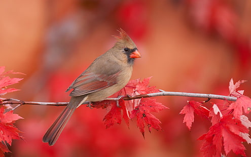 Птици, кардинал, животно, птица, есен, листа, северен кардинал, червен, HD тапет HD wallpaper