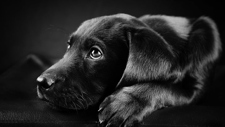 chiot Labrador retriever noir, chien, animaux, Labrador Retriever, noir, chiots, gros plan, visage, fond noir, Fond d'écran HD