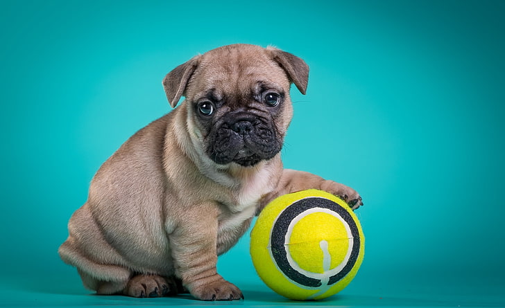 fawn pug puppy, the ball, puppy, French bulldog, HD wallpaper