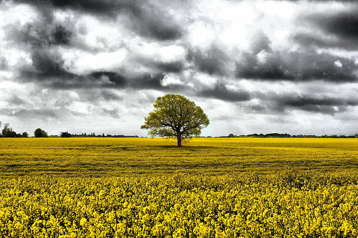 tree in middle of grass field, nature, agriculture, rural Scene, field, landscape, sky, outdoors, yellow, farm, cloud - Sky, summer, meadow, HD wallpaper