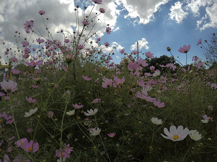 ท้องฟ้าสีฟ้าเมฆเมฆมากทุ่งดอกไม้ทุ่งดอกไม้คอสมอสสีชมพูสีชมพูและสีขาวท้องฟ้าสีขาวดอกไม้ป่า, วอลล์เปเปอร์ HD