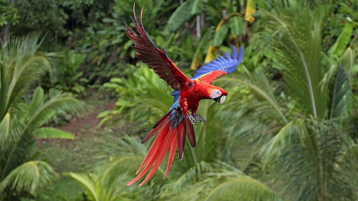 color, Flight, parrots, tropical, HD wallpaper