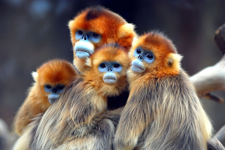 Monkeys, Golden snub-nosed monkey, HD wallpaper